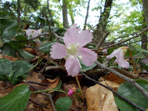 東北 植物|東北森林管理局/植物図鑑・開花季節別索引（春）